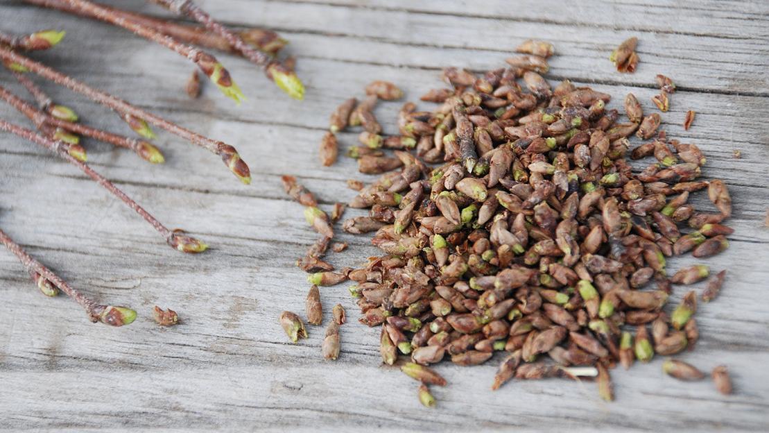 Почки берёзы фото 2