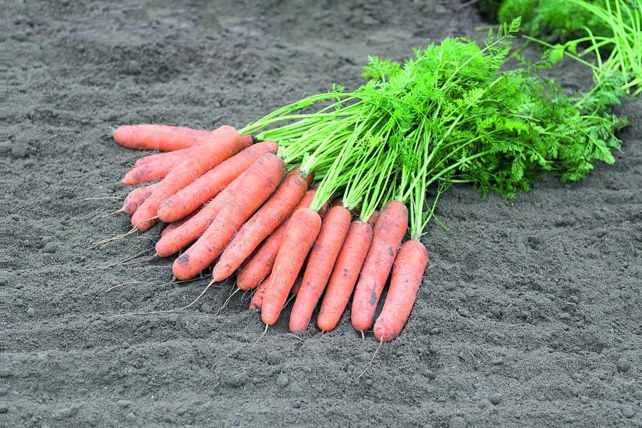 Семена моркови Camcoh Bejo Zaden 50 гр ОПТ фото 1