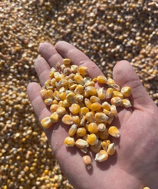 Кукуруза фуражная фото 1