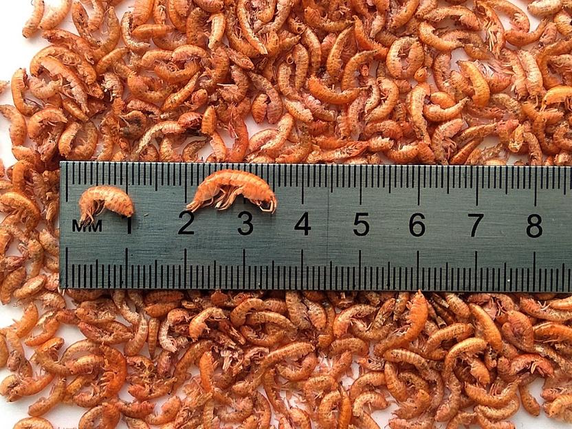 Гаммарус сухой опт фото 1