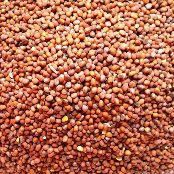 Семена редьки масличной «Альфа» РС-1 ОПТ фото 1