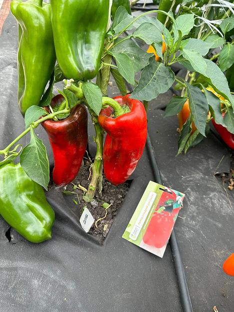 Семена посевные Перец сладкий «Даллас F1» ОПТ фото 2