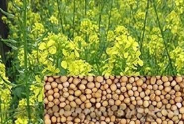 Горчица белая «Рапссодия» опт фото 1