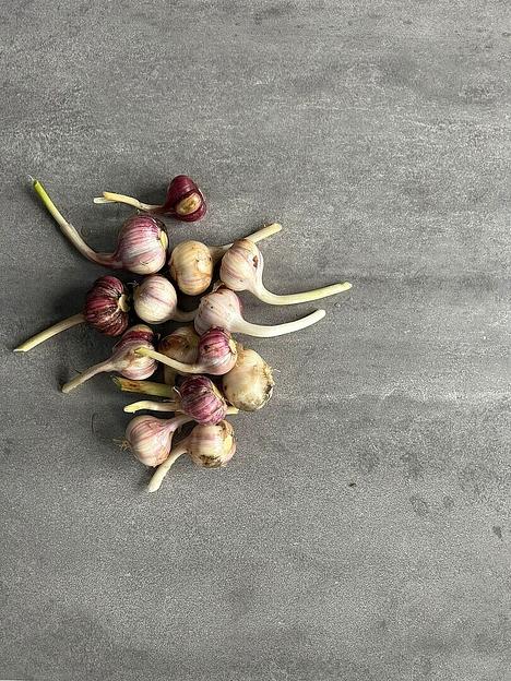 Чеснок сорт Любаша опт фото 2