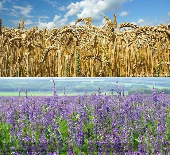 Элитные семена озим. Пшеницы моск 56, Козлятника опт фото 1