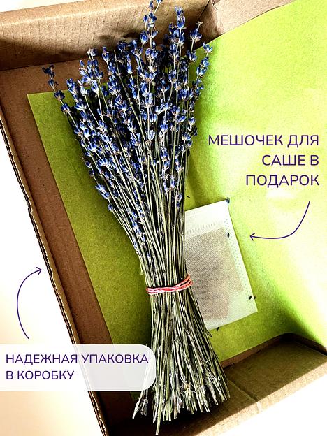 Лаванда сухоцвет пучки, сбор 2023 фото 2