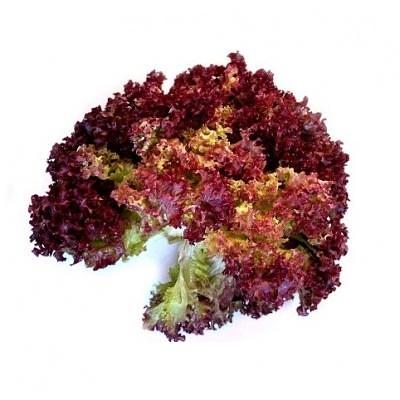 Свежий салат «Лолло Россо», опт фото 1