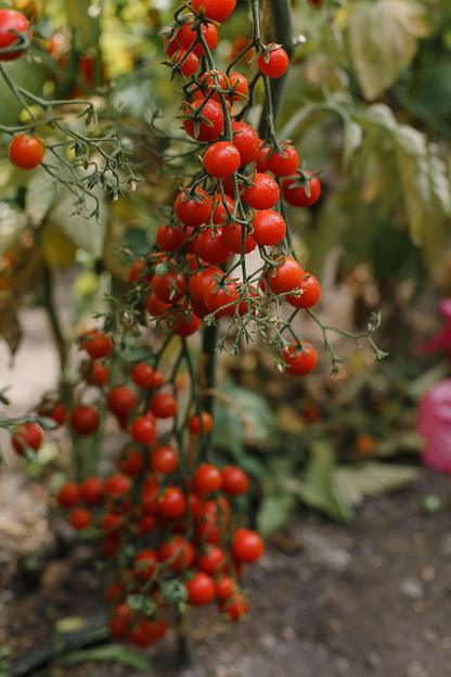 Семена посевные Томат «Днестровский жемчуг F1» ОПТ фото 4