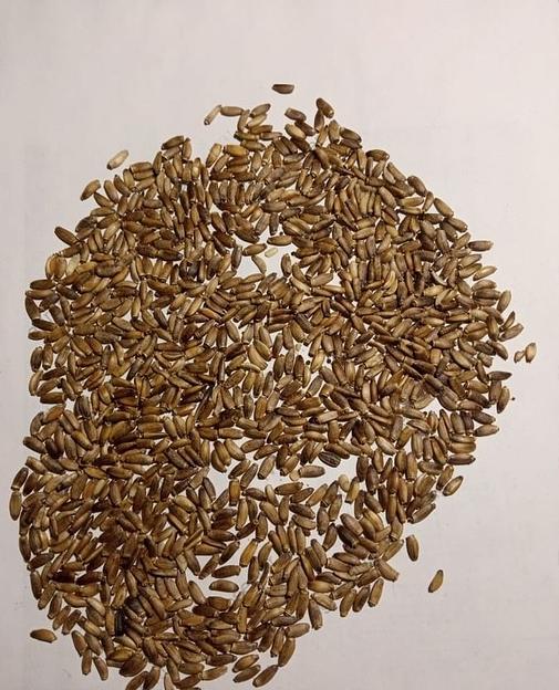 Семена расторопши опт фото 1