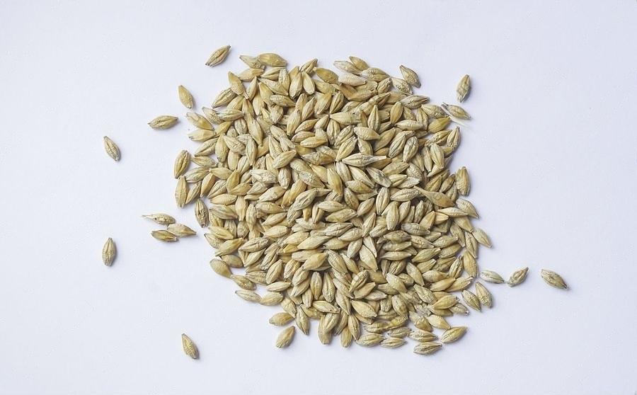 Семена ячменя «Надежный» фото 1