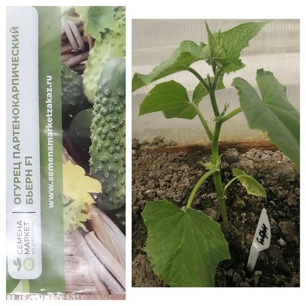 Семена посевные Огурец «Бьерн F1» ОПТ фото 6