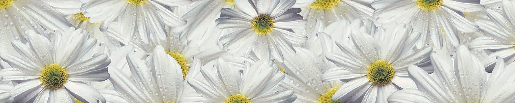 Фартук для кухни «Ромашки в росе» фото 1