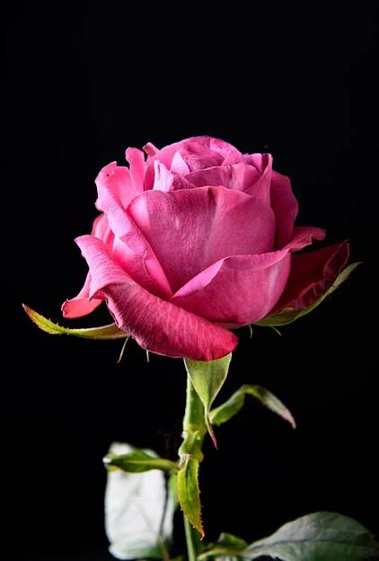 Роза «Prince Persia» фото 1