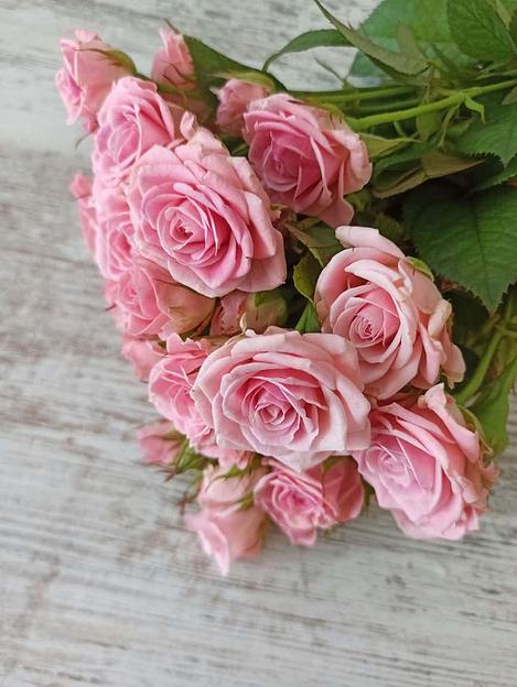 Розы сорта Одилия ОПТ фото 3