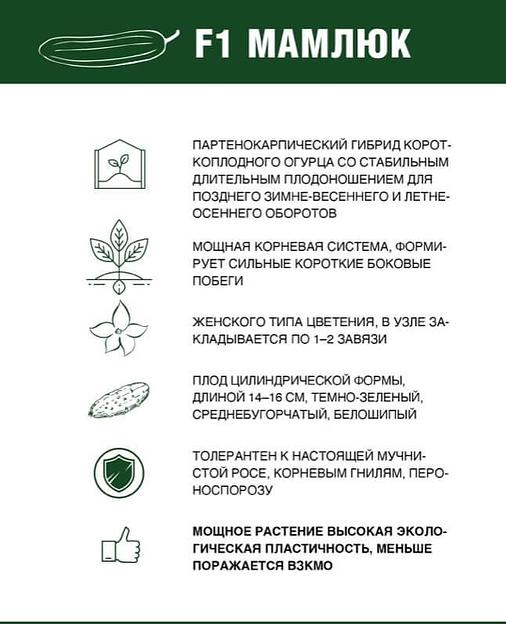 Семена огурца «F1 Мамлюк» опт фото 4