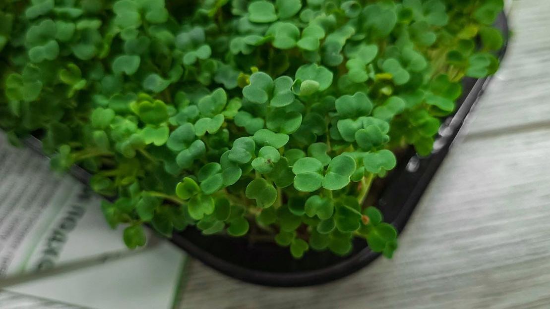 Микрозелень руккола ОПТ фото 3