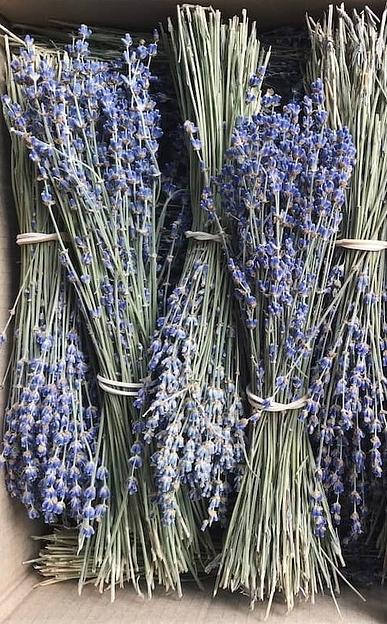Сухоцвет лаванда пучки 2023 года фото 1