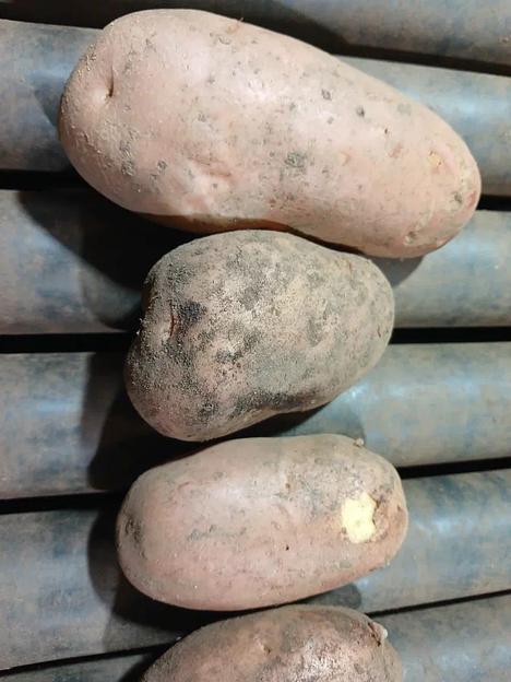 Картофель урожай 2023 года сорта Фаворит ОПТ фото 4