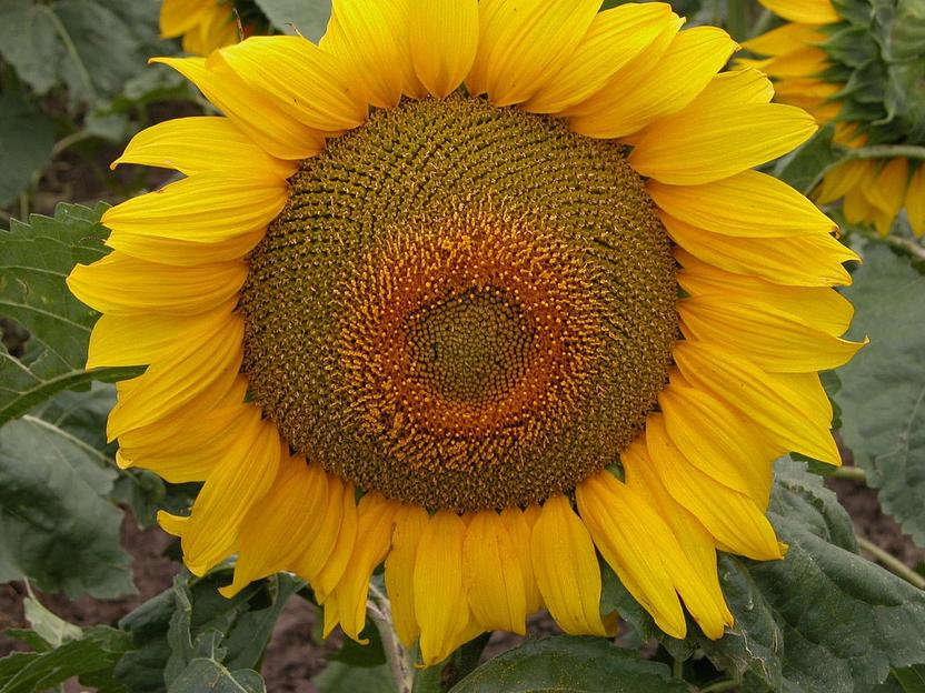 Семена - Подсолнечник 8Х288КЛДМ фото 1