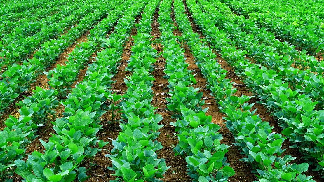 Семена сои «Самер 1» ОПТ фото 1