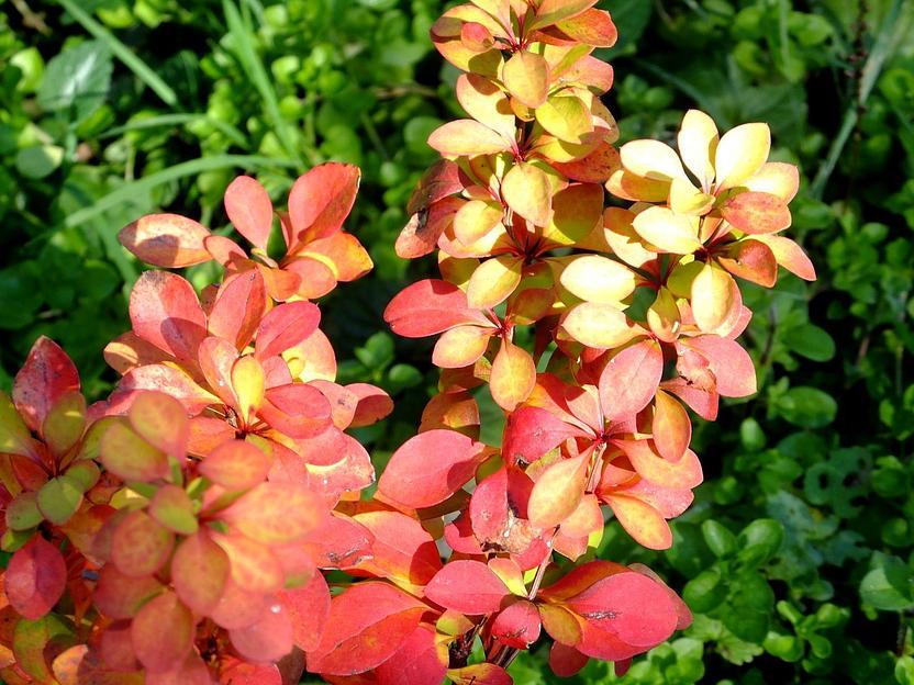 Саженец Барбарис Тунберга Мария от питомника AXKZ ОПТ фото 1