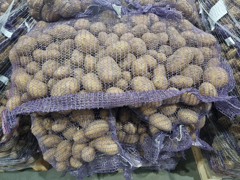 Картофель белокожурый «Коломбо» фото 3