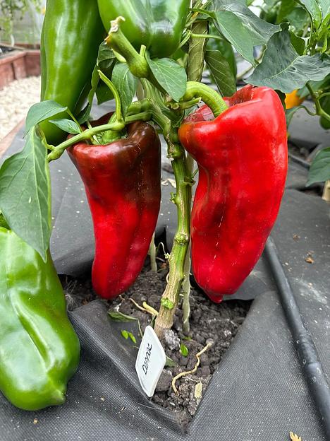 Семена посевные Перец сладкий «Даллас F1» ОПТ фото 4