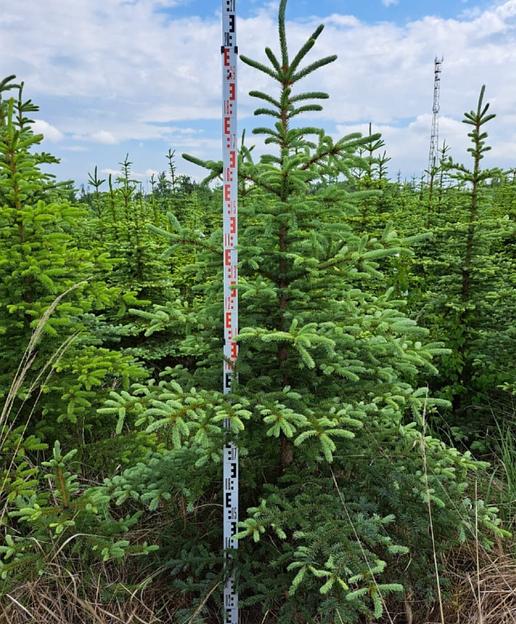 Голубая ель «Глаука» новогодняя живая 2,1-2,5 м фото 1