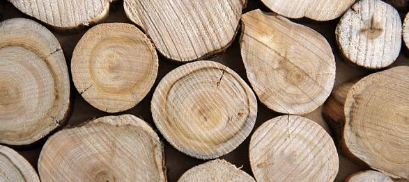 Торцы без коры (100% берёза) фото 1