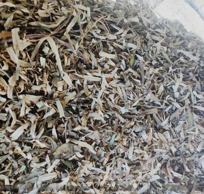 Сосновая почка фото 1