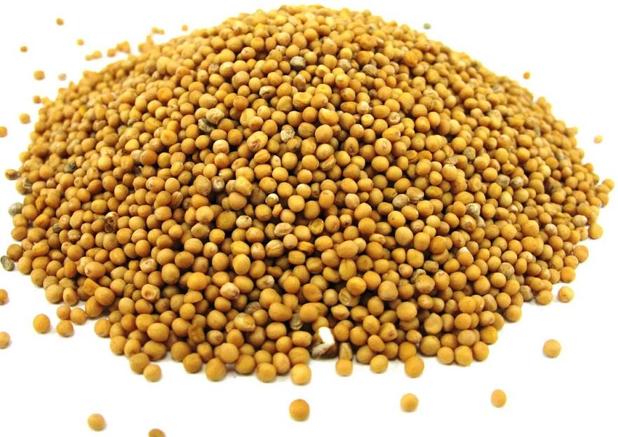 Поставка семян горчицы белой под заказ фото 1