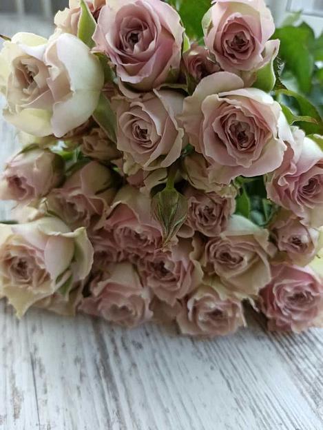 Розы сорта Сильвер Рейн ОПТ фото 2