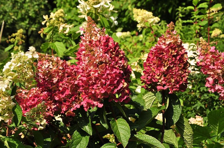 Саженцы кустарников - Гортензия Метельчатая Вимс Ред (hydrangea Paniculata Wim's Red) фото 1