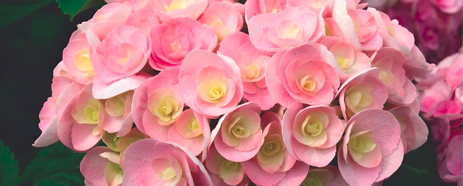 Гортензии крупнолистные «You & Me Love» опт фото 1