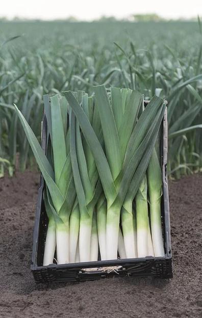 Семена лук-порей Коламбус Bejo Zaden 10 000 семян ОПТ фото 2