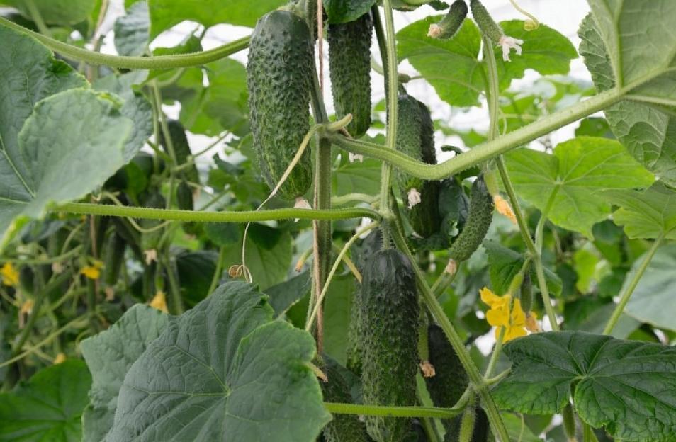 Семена огурца Bejo Zaden «Амур» F1 опт фото 1