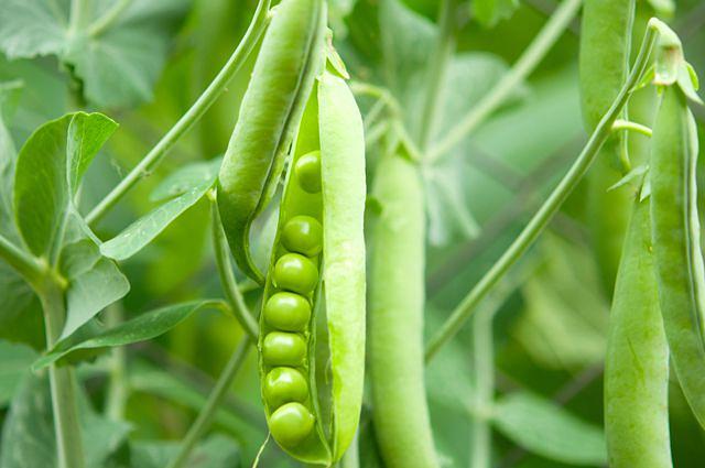 Горох посевной ОПТ фото 1