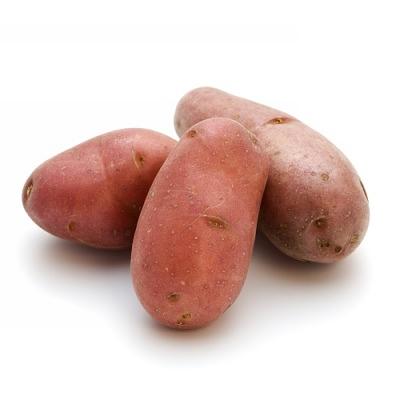 Свежие овощи «Картофель Шерри», опт фото 1