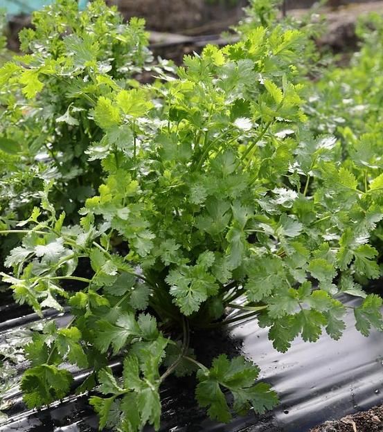 Семена кориандра «Арго» опт фото 2