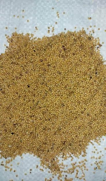 Семена горчица жёлтая фото 1