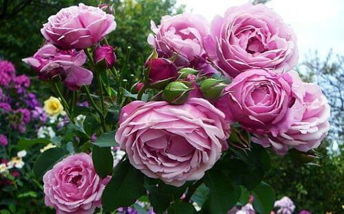 Декоративные саженцы - Роза Dieter Muller фото 1