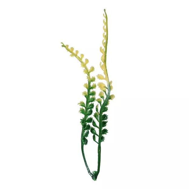 Добавка на ветку двойная папоротник зелёно-жёлтая 15,5см 814шт/кг фото 3