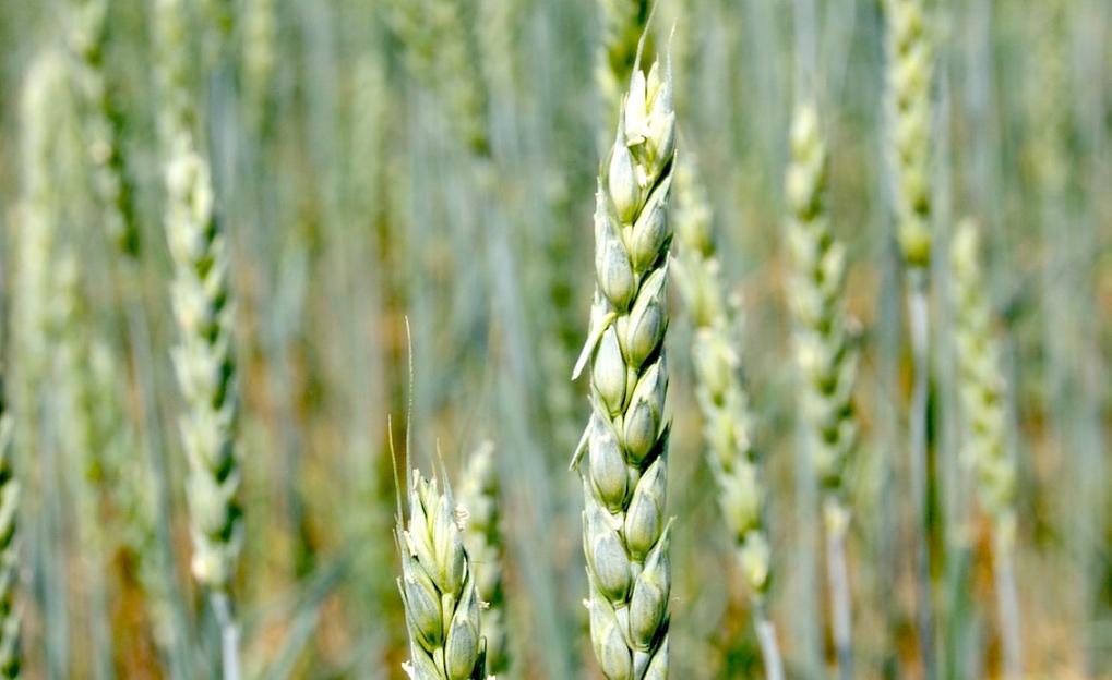 Пшеница мягкая яровая «Уралосибирская» фото 1