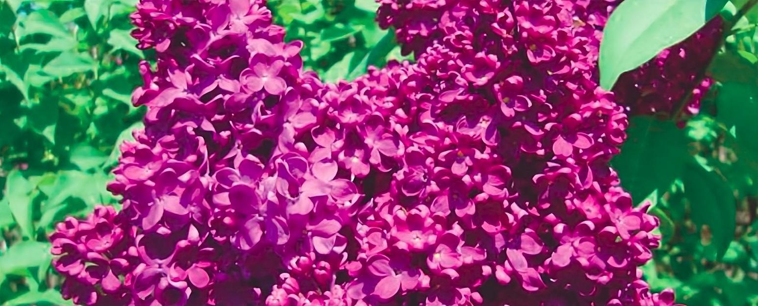 Сирень «Индия» опт фото 1