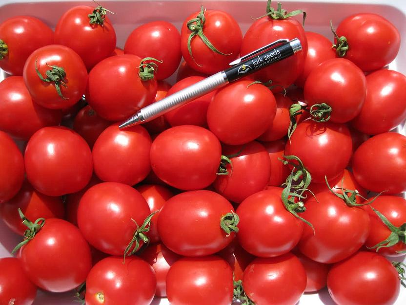 Семена томата детерминантного Clause «Боцман» F1 опт фото 1