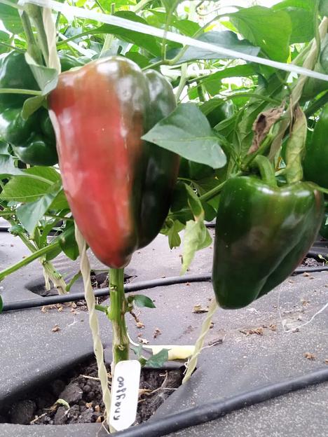 Семена посевные Перец сладкий «Клаудио F1» ОПТ фото 5