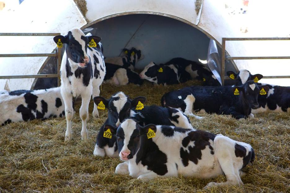 Групповой домик для телят фото 1