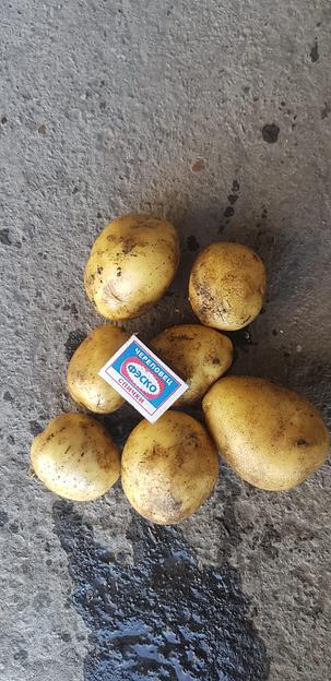 Белый картофель сорт Гала свежий, опт фото 1