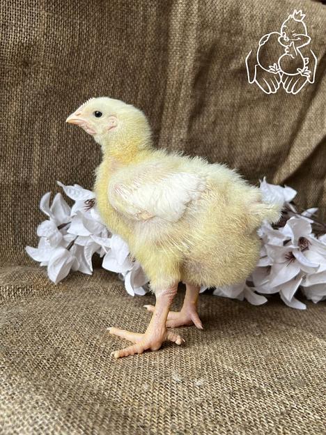 Цыплёнок бройлер 14 суток ОПТ фото 1