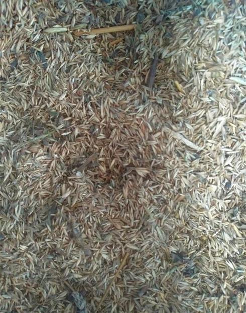 Семена ежи сборной опт фото 1